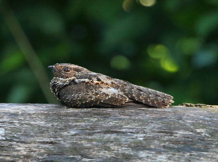 image Blackish Nightjar